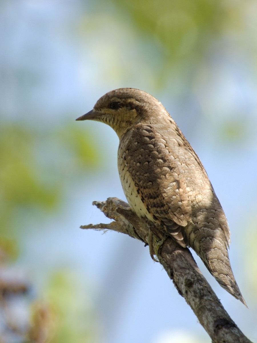 Eurasian Wryneck - ML642109113
