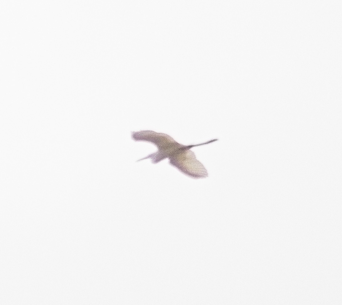 Medium Egret - ML642109115