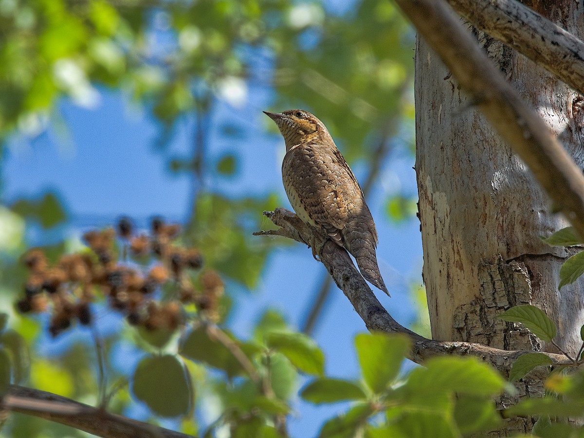 Eurasian Wryneck - ML642109116