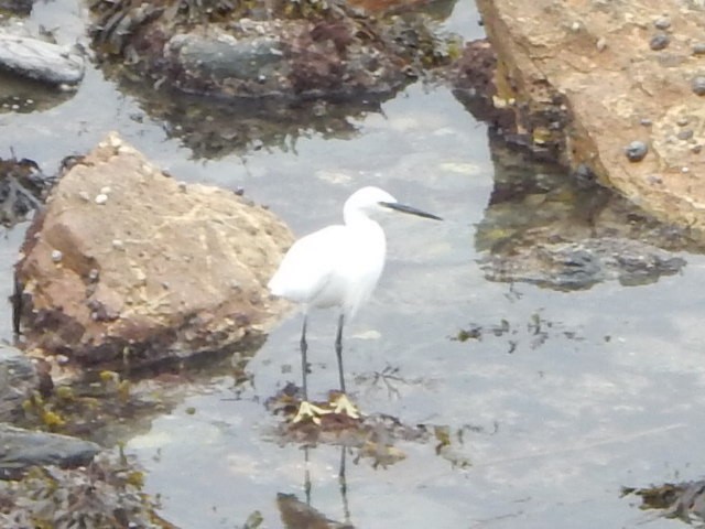 Little Egret - ML642109118