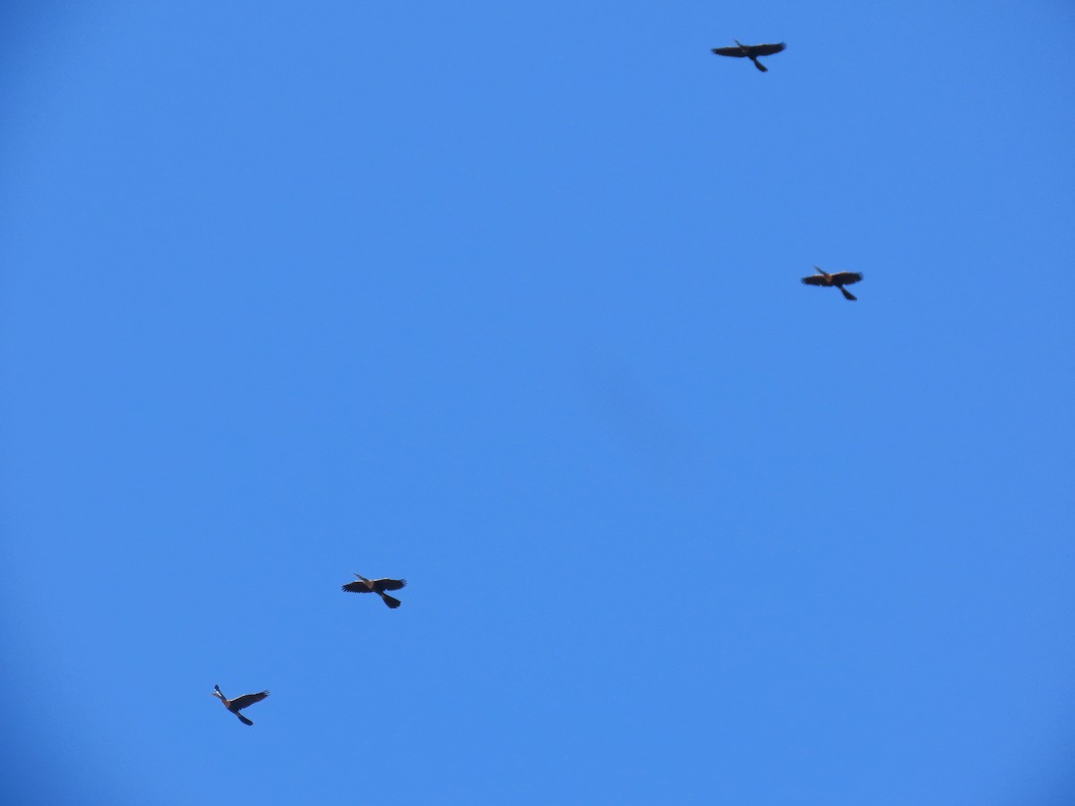 Anhinga - ML642109120