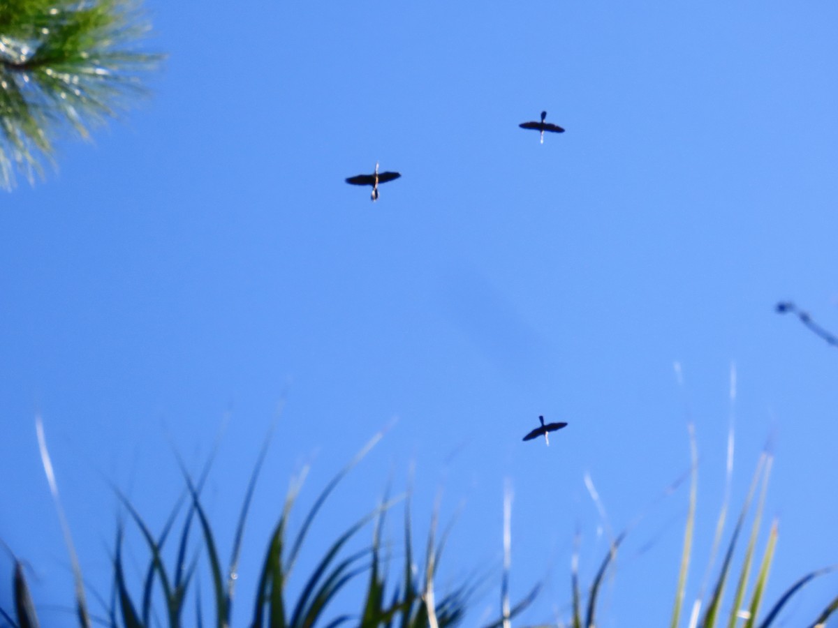 Anhinga - ML642109121