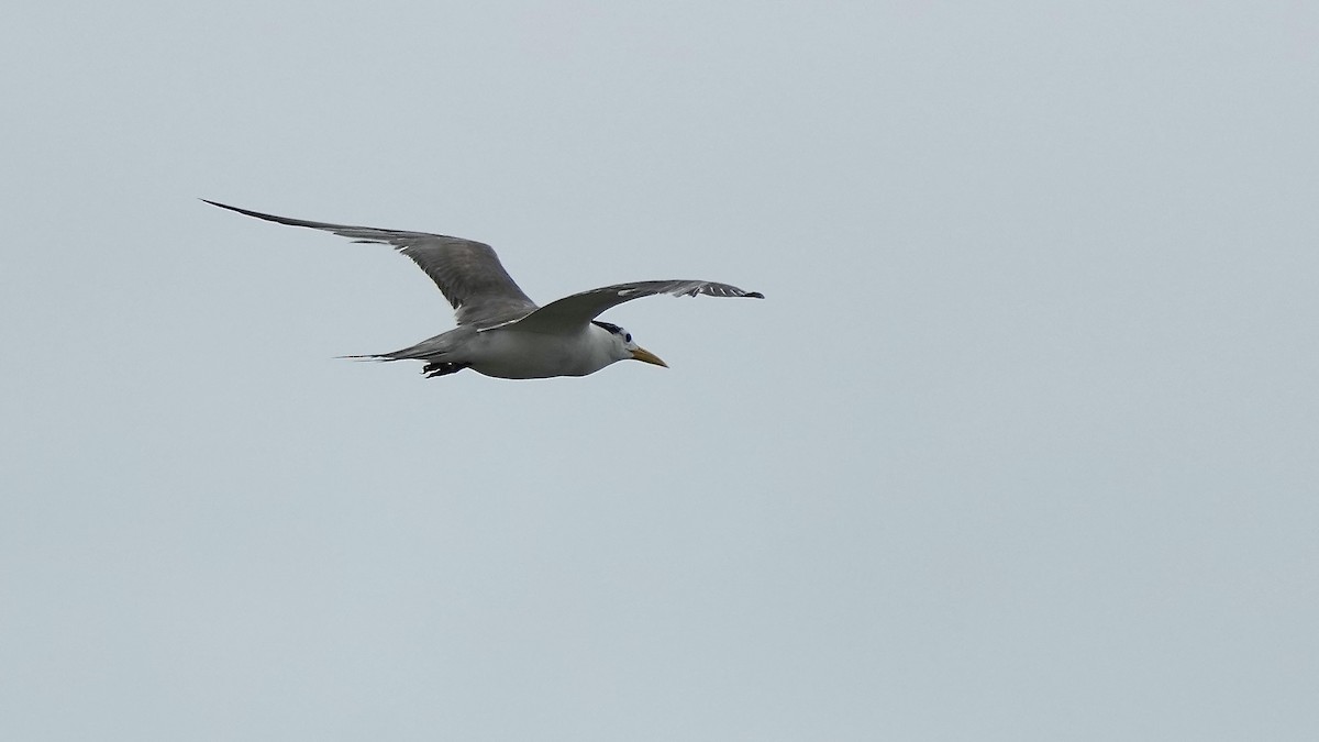 Lesser Crested Tern - ML642109125