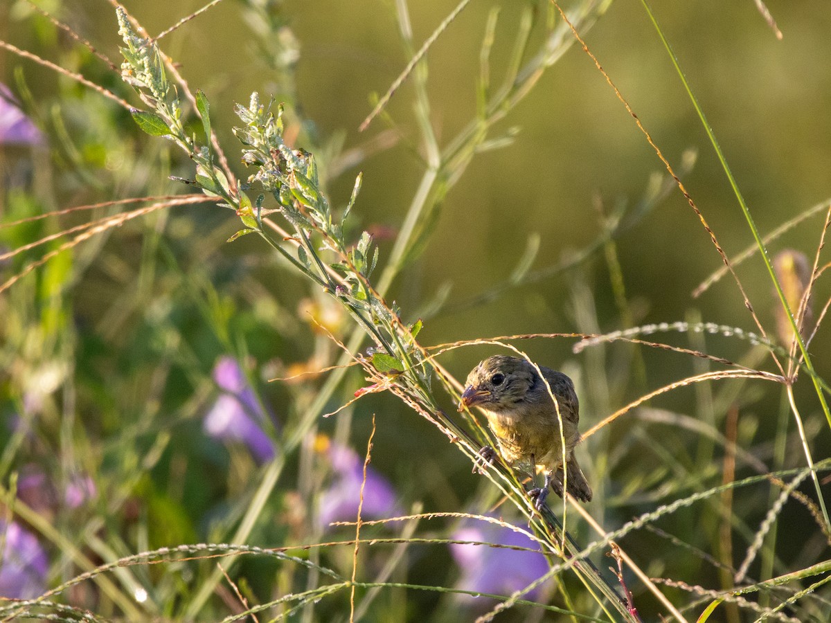Painted Bunting - ML642109126