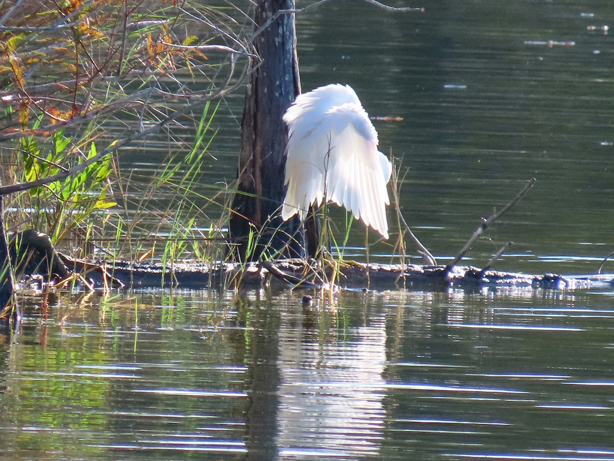 Snowy Egret - ML642109132