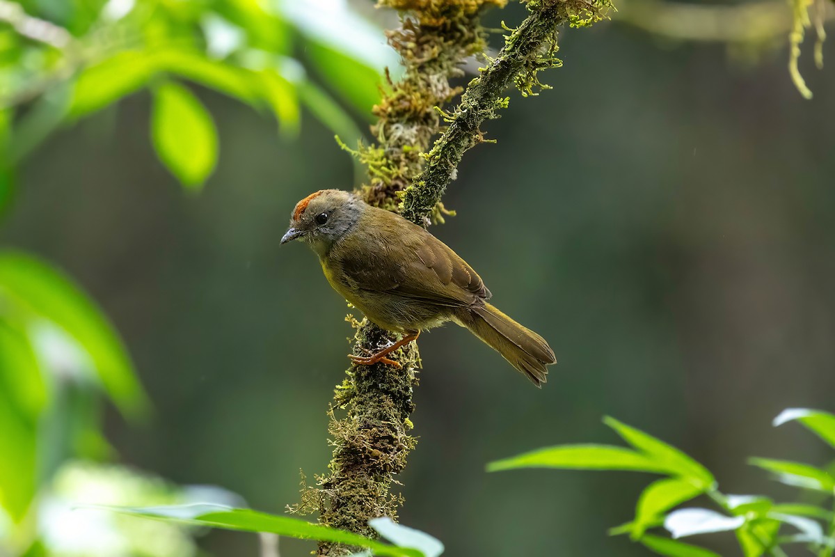 Russet-crowned Warbler - ML642109138