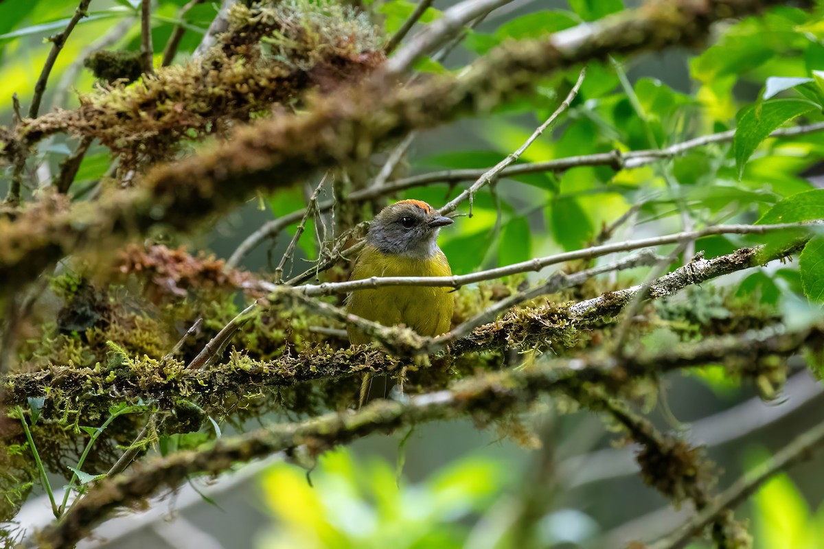Russet-crowned Warbler - ML642109145