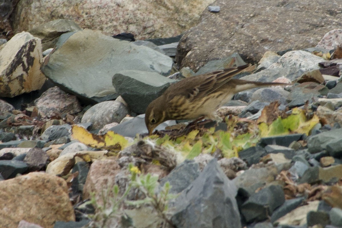 American Pipit - ML642109152