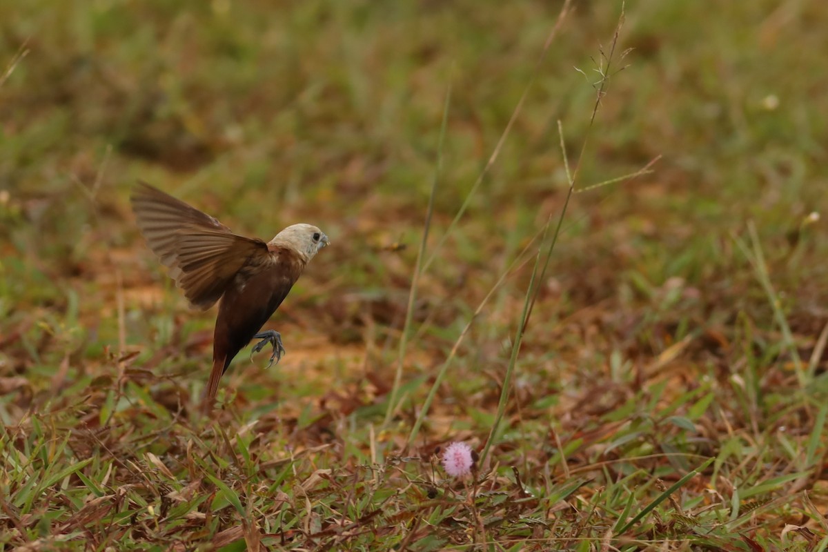 White-headed Munia - ML642109157