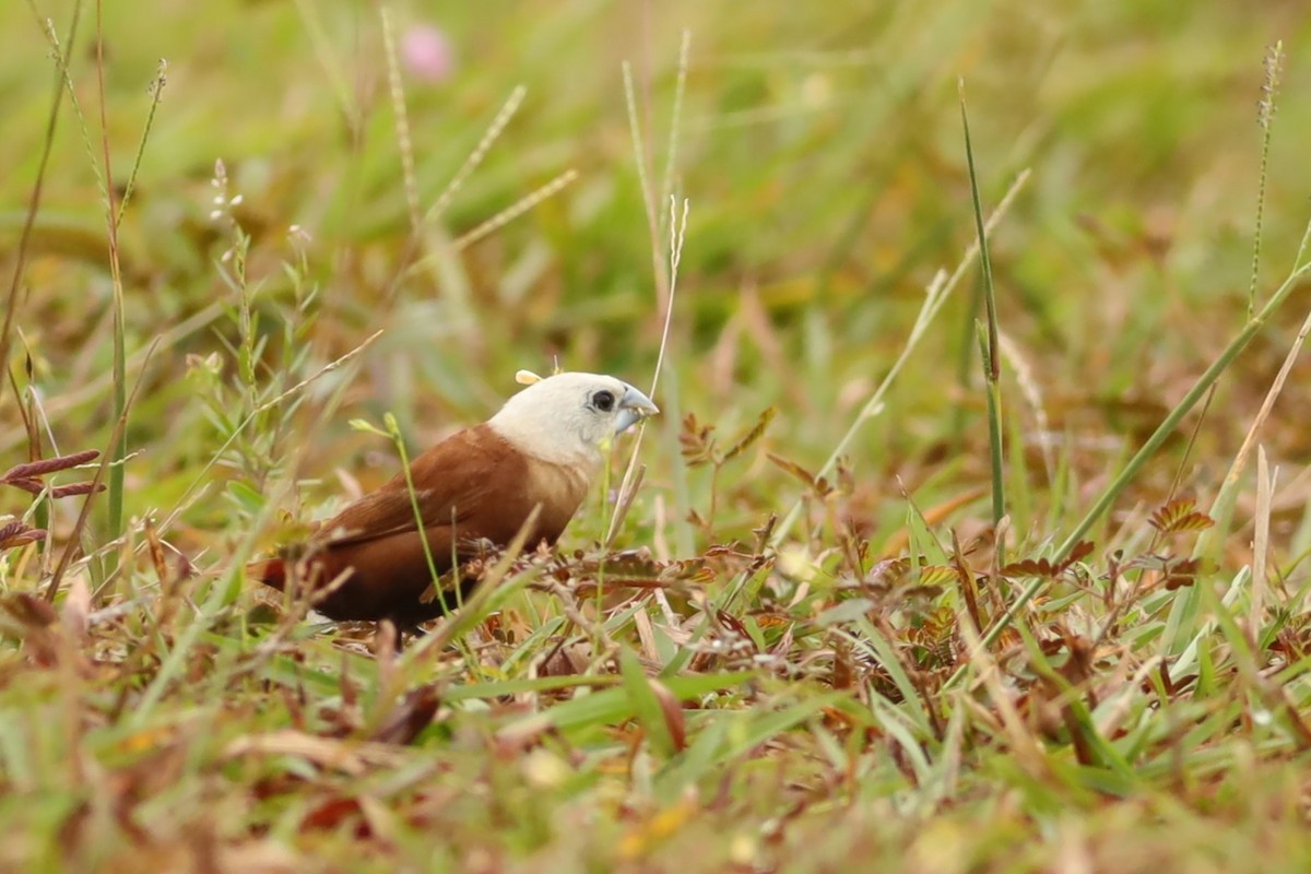 White-headed Munia - ML642109159