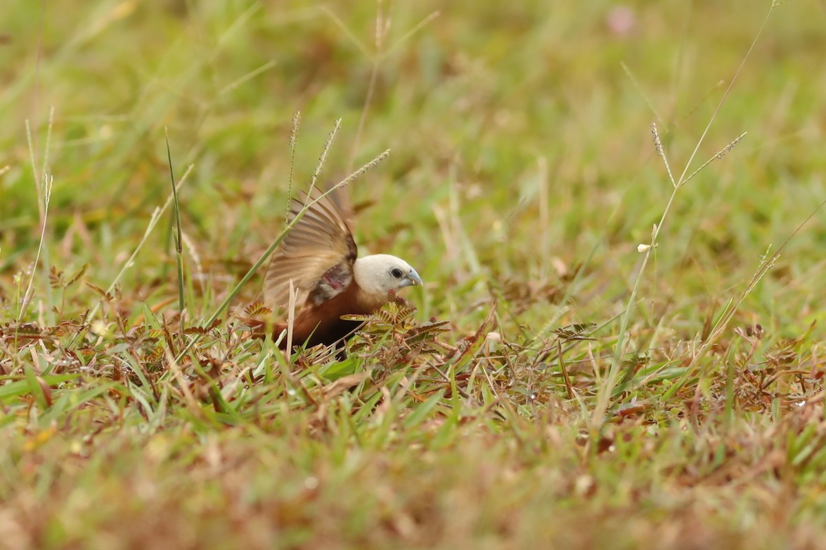 White-headed Munia - ML642109161