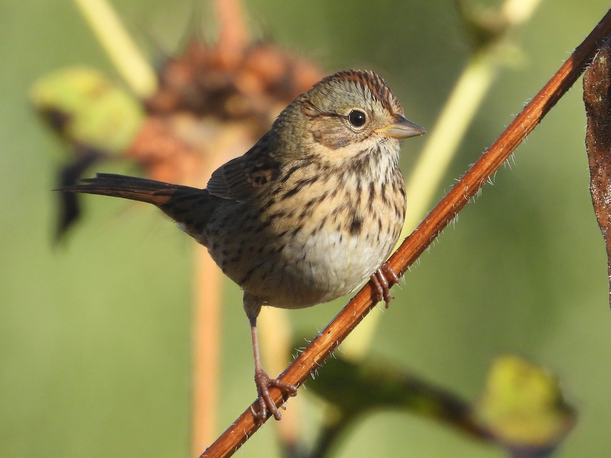 Lincoln's Sparrow - ML642109163