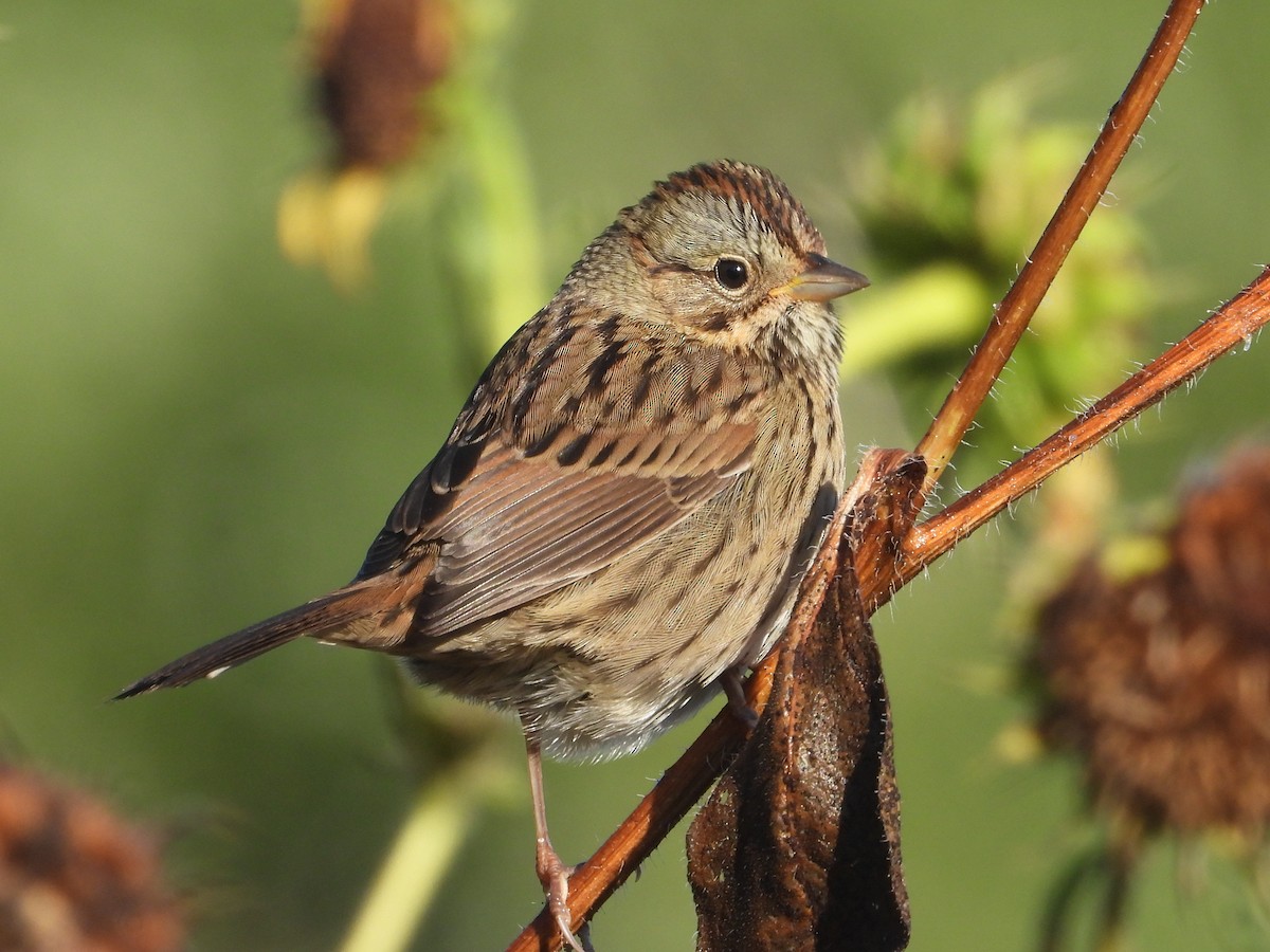 Lincoln's Sparrow - ML642109164