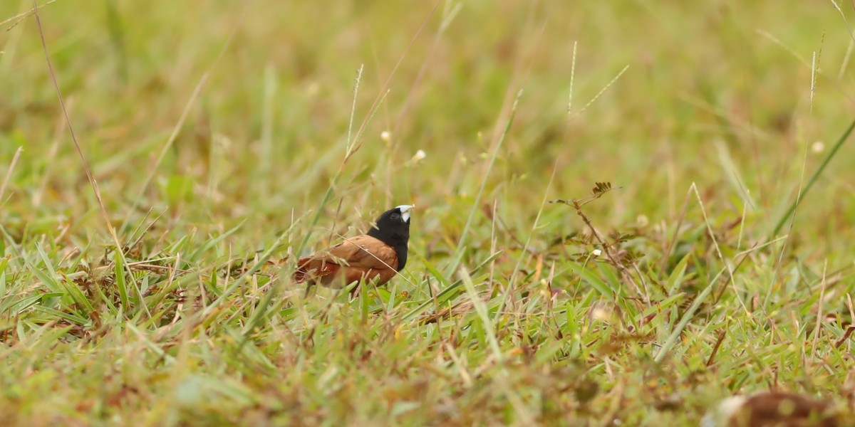 Chestnut Munia - ML642109165