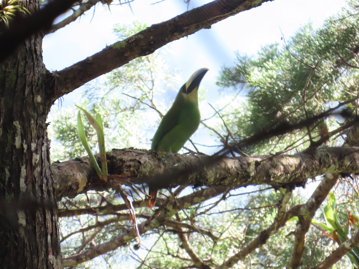 Northern Emerald-Toucanet - ML642109175