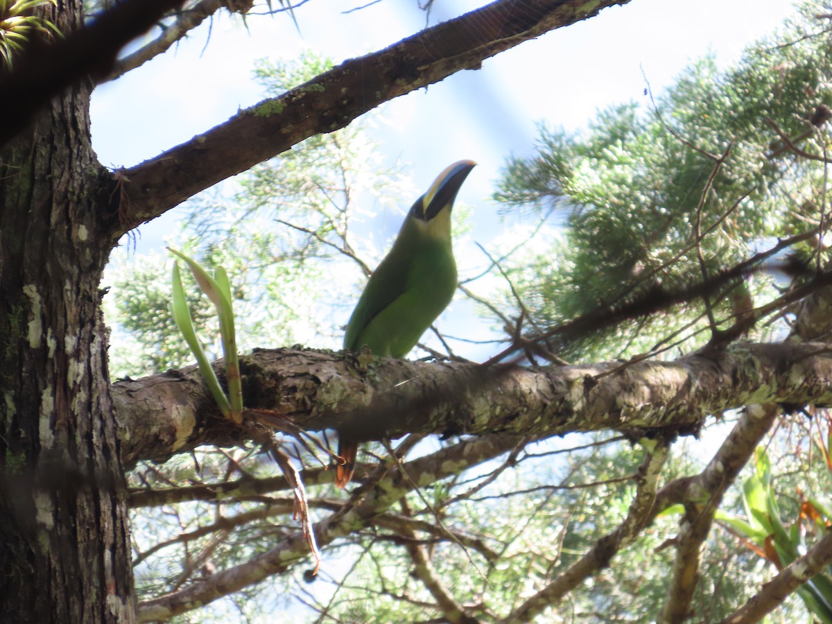 Northern Emerald-Toucanet - ML642109176