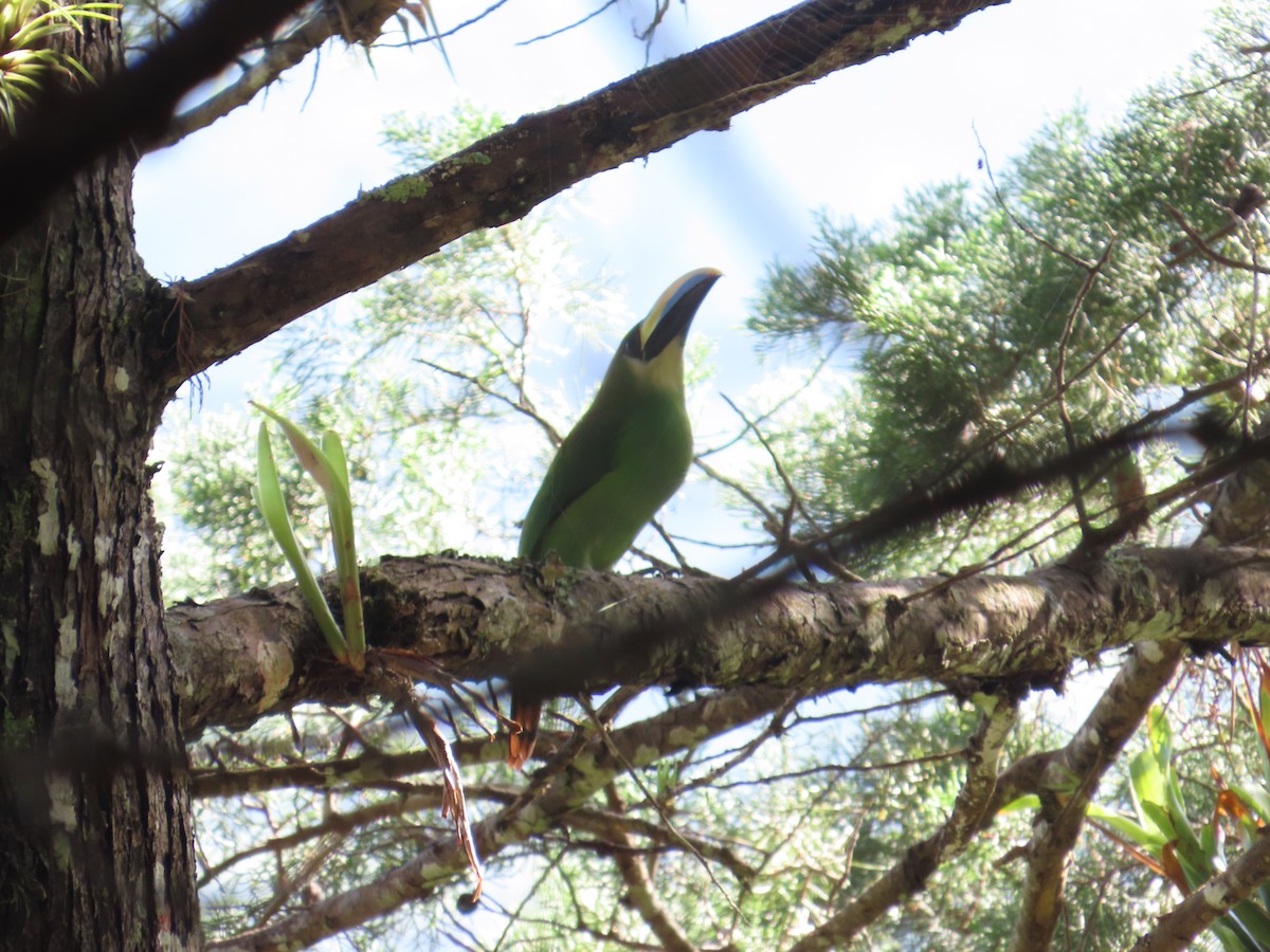 Northern Emerald-Toucanet - ML642109177