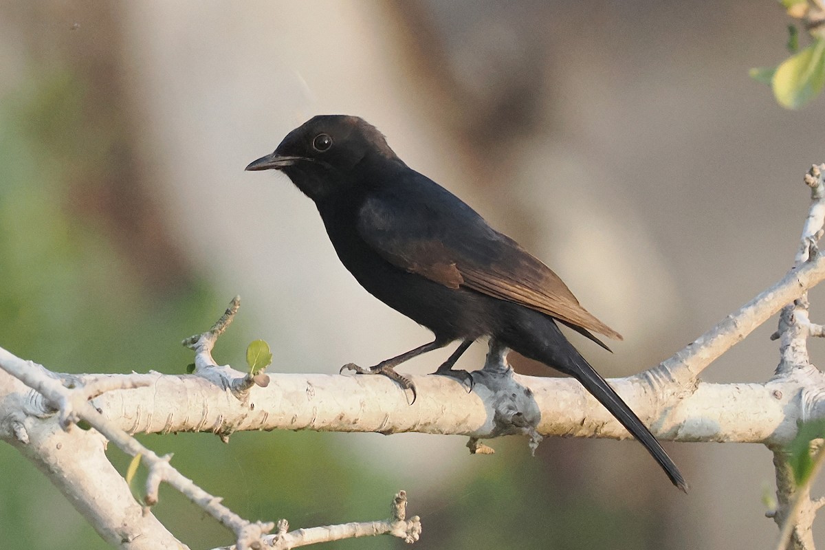 Southern Black-Flycatcher - ML642109180