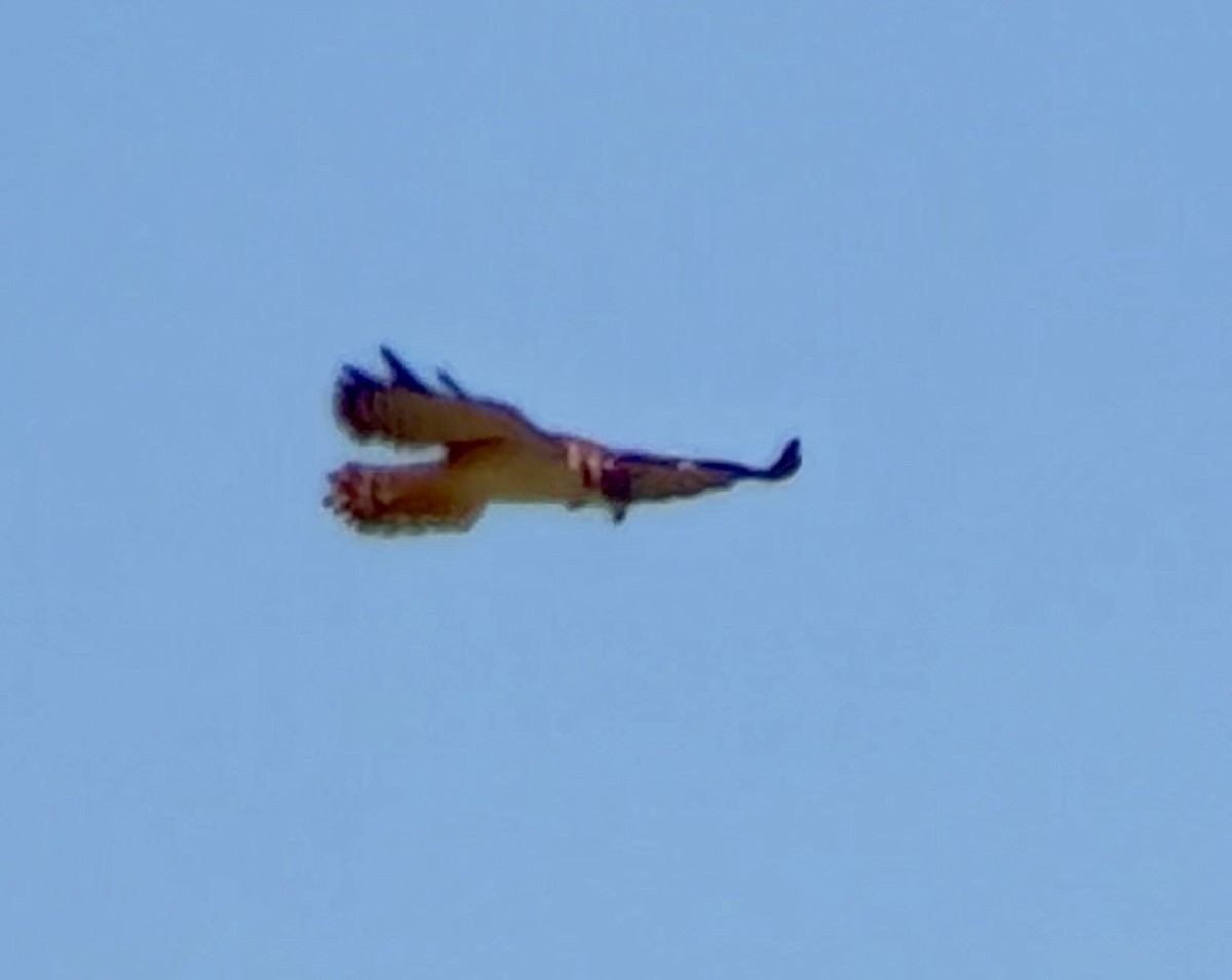 Short-tailed Hawk - ML642109183