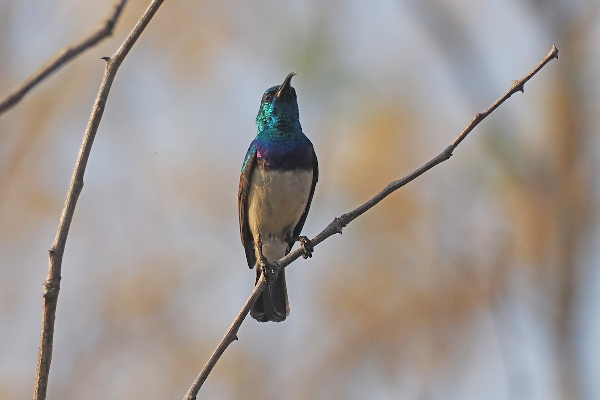 White-bellied Sunbird - ML642109186