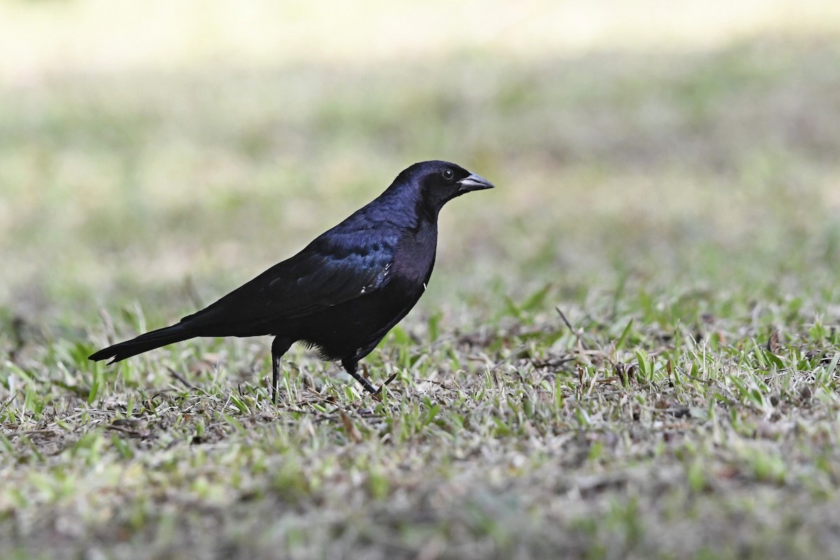 Shiny Cowbird - ML642109193