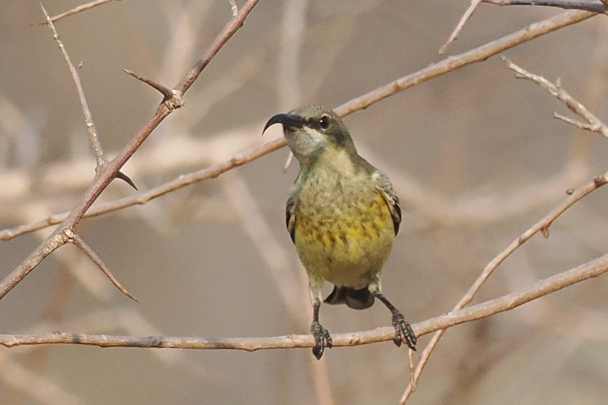 Marico Sunbird - ML642109195