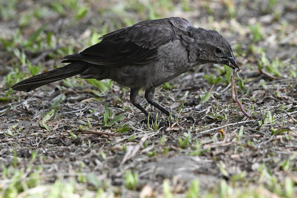 Shiny Cowbird - ML642109198
