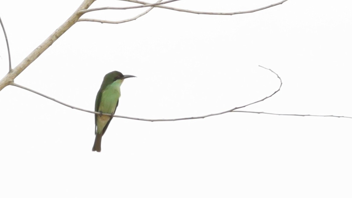Blue-throated Bee-eater - ML642109199