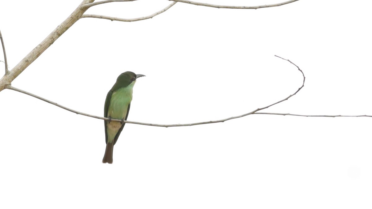 Blue-throated Bee-eater - ML642109201