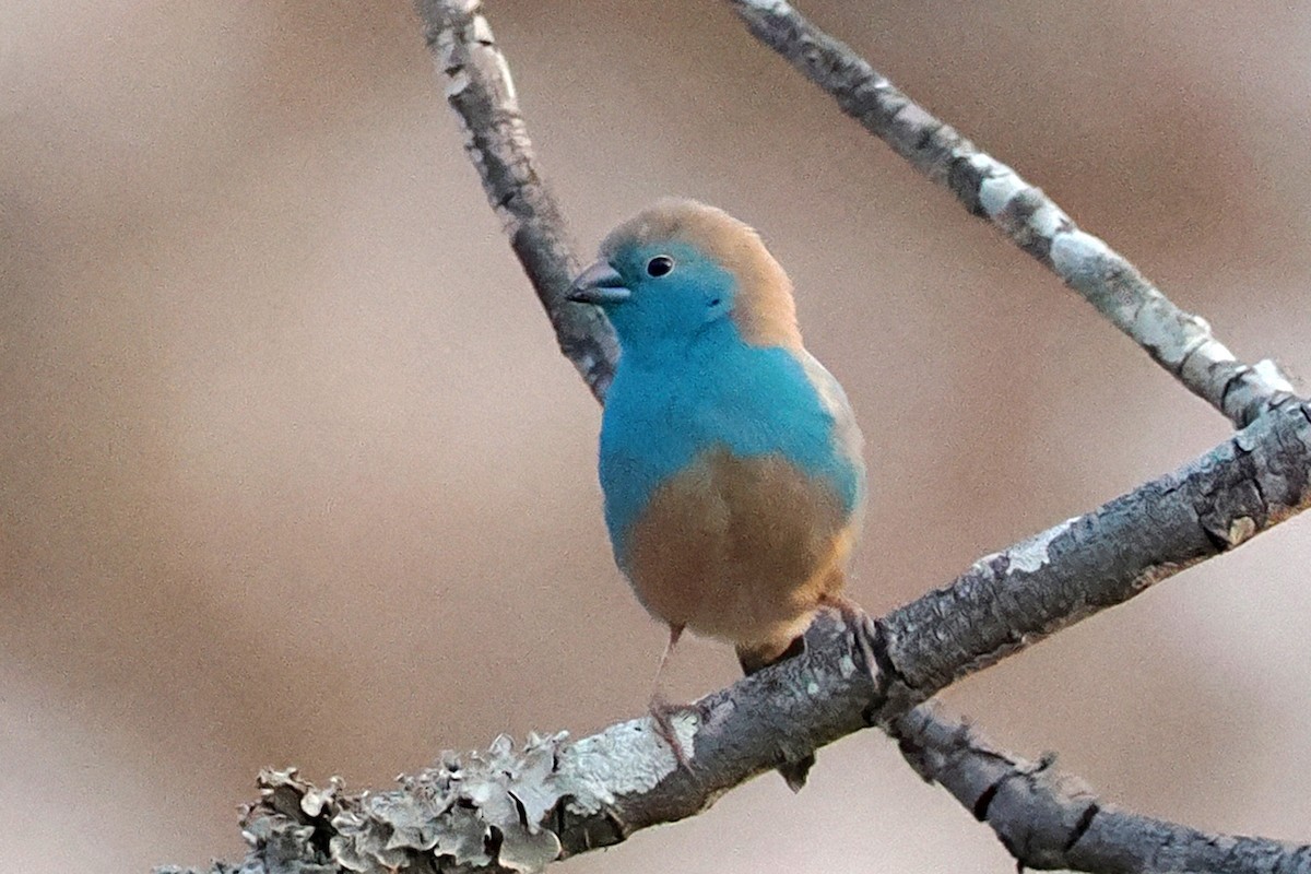 Southern Cordonbleu - ML642109202