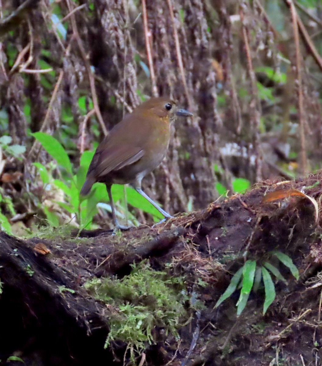 Brown-banded Antpitta - ML642109204