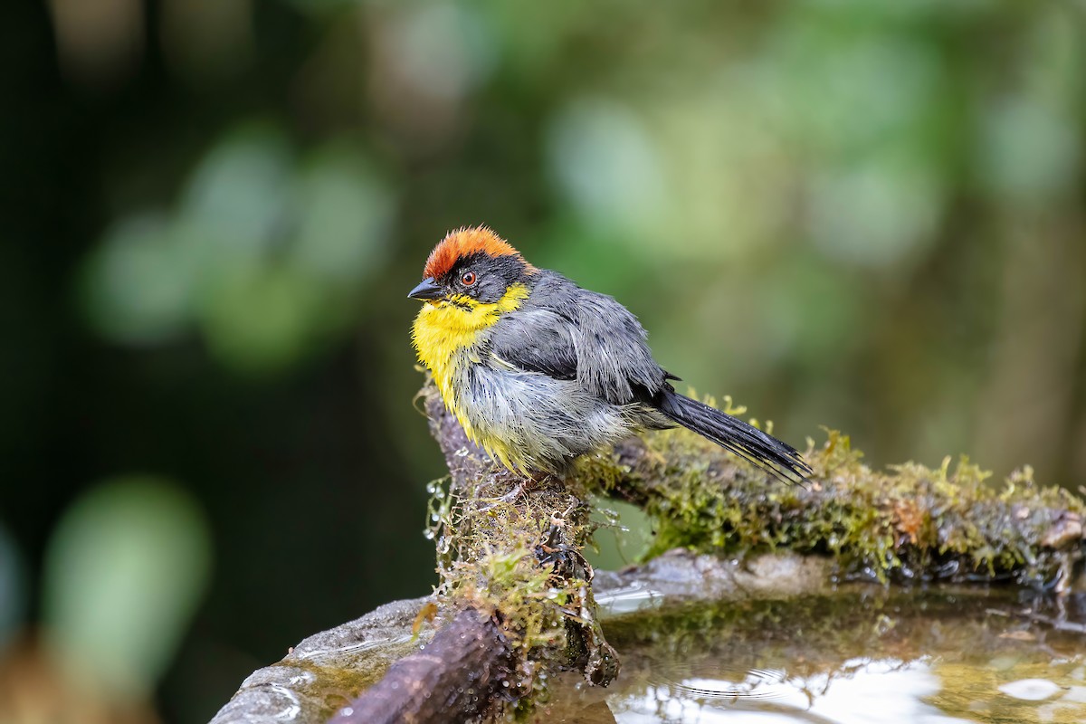 Yellow-breasted Brushfinch - ML642109206