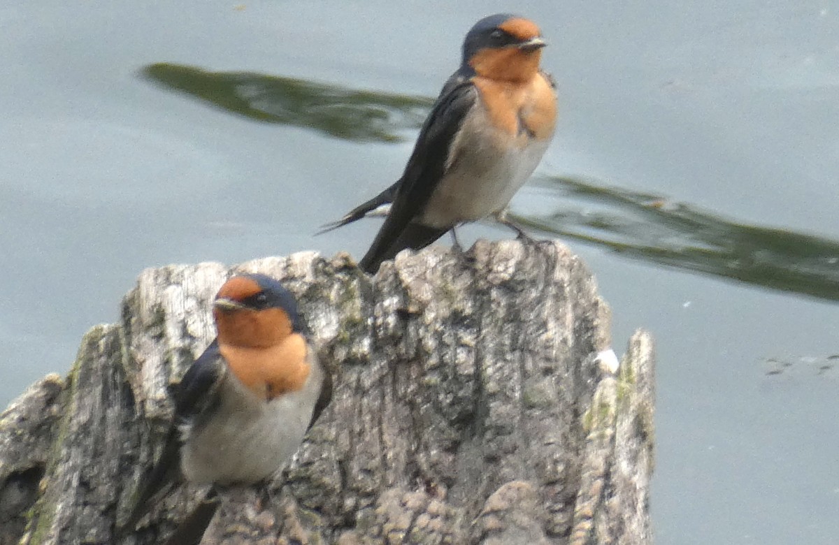 Welcome Swallow - ML642109207