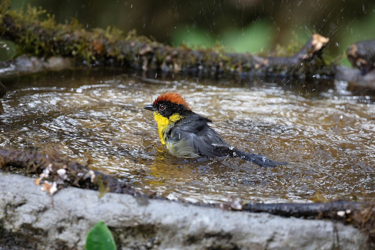 Yellow-breasted Brushfinch - ML642109208
