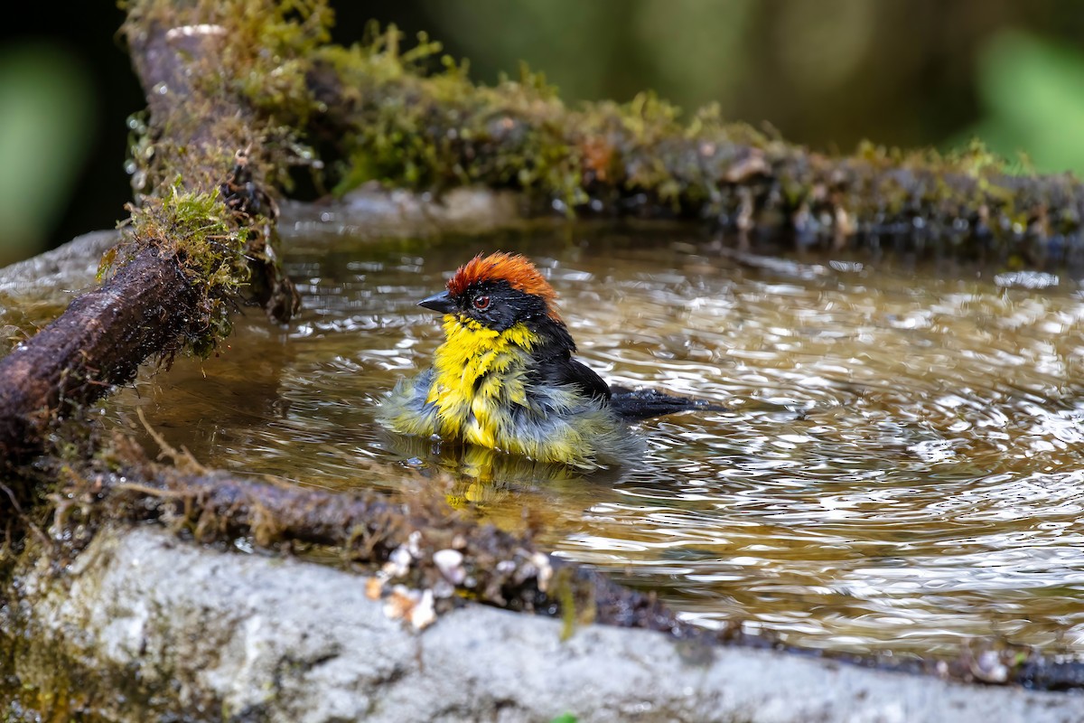 Yellow-breasted Brushfinch - ML642109209