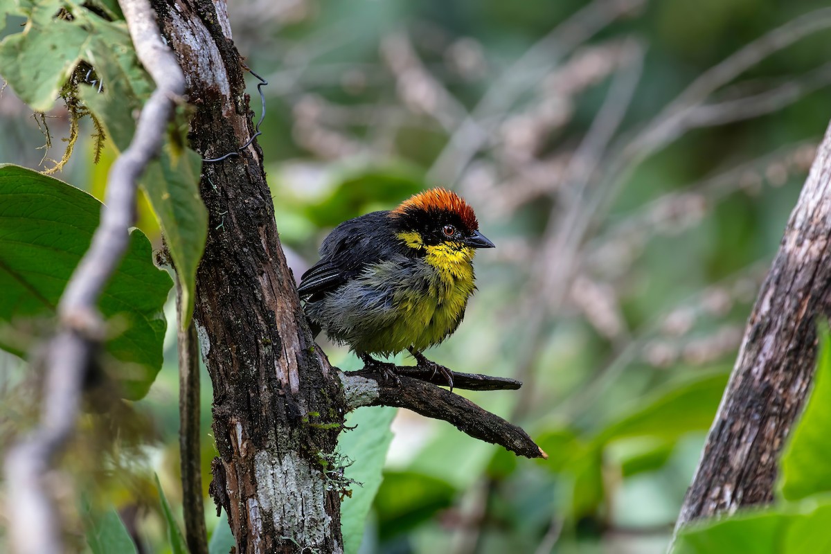 Yellow-breasted Brushfinch - ML642109210