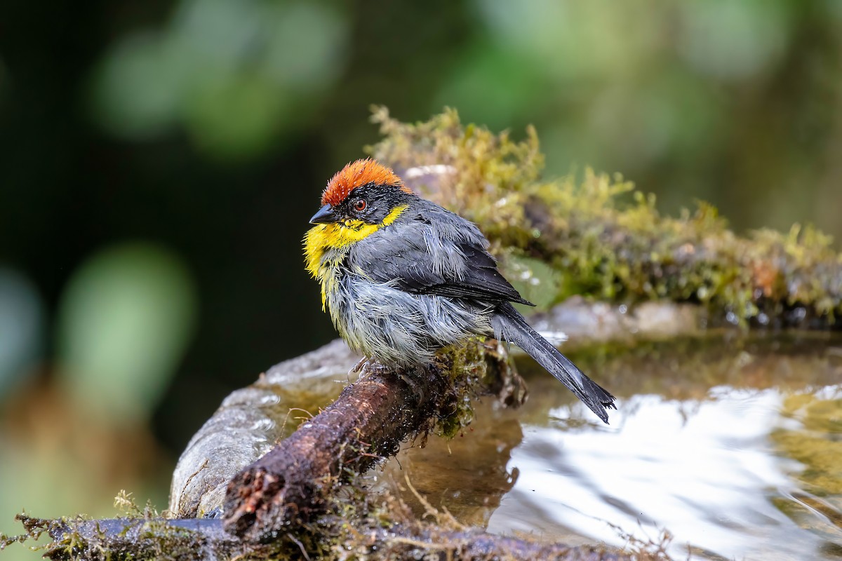 Yellow-breasted Brushfinch - ML642109212