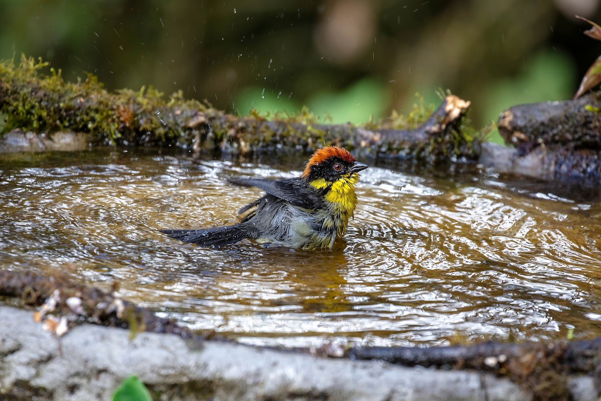 Yellow-breasted Brushfinch - ML642109214