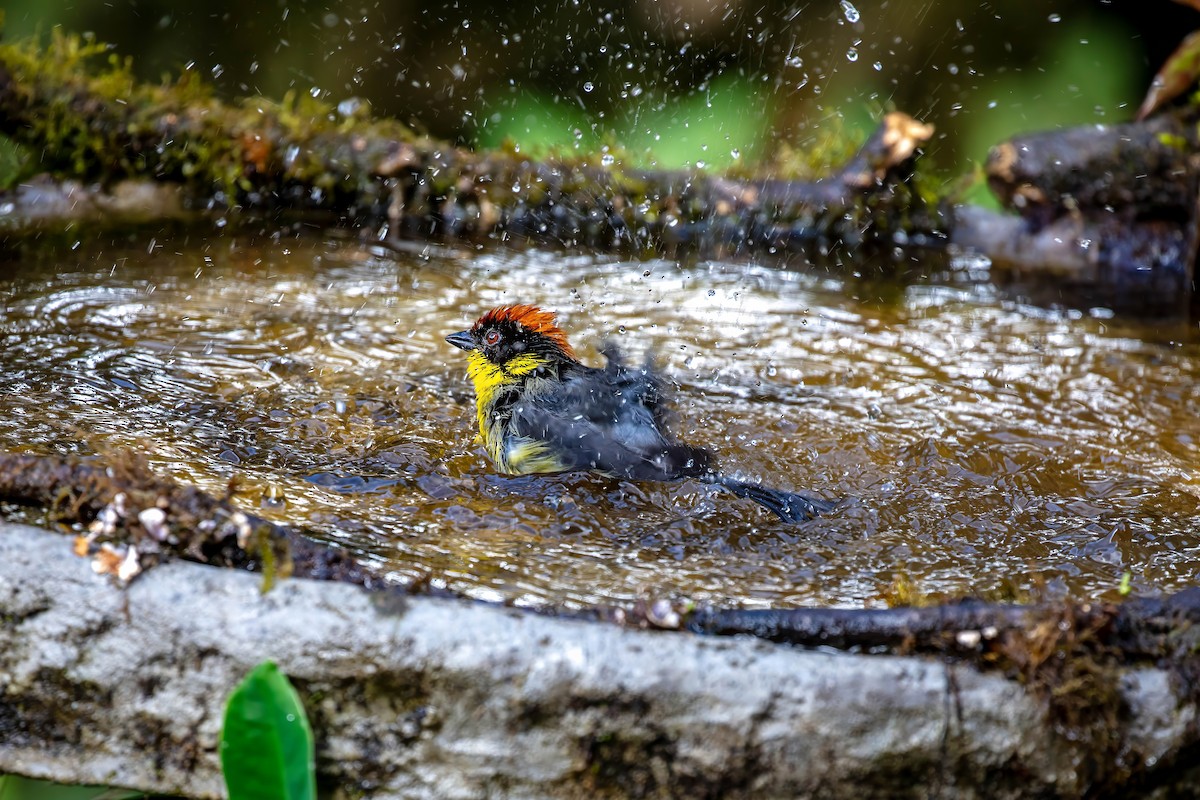 Yellow-breasted Brushfinch - ML642109215