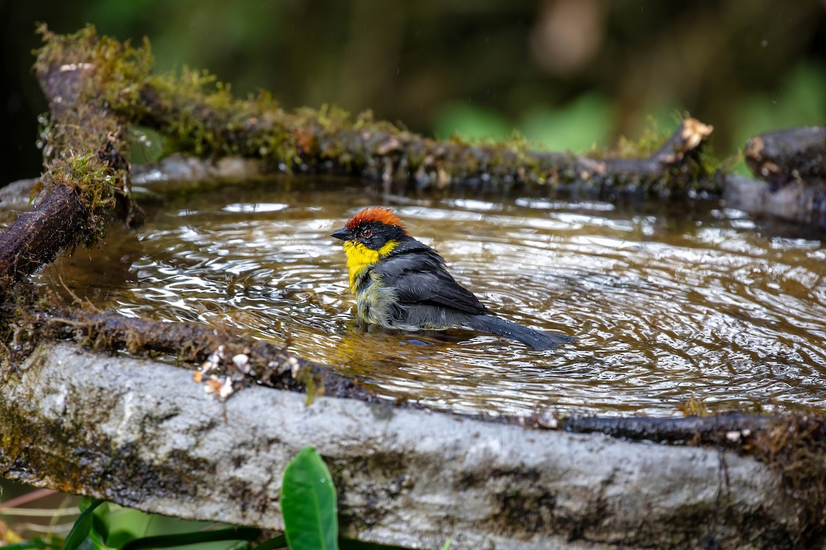 Yellow-breasted Brushfinch - ML642109219