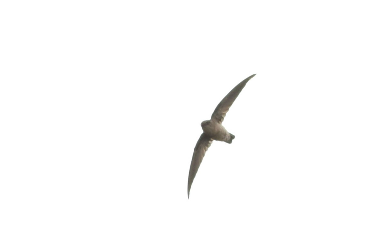dark swiftlet sp. - ML642109220