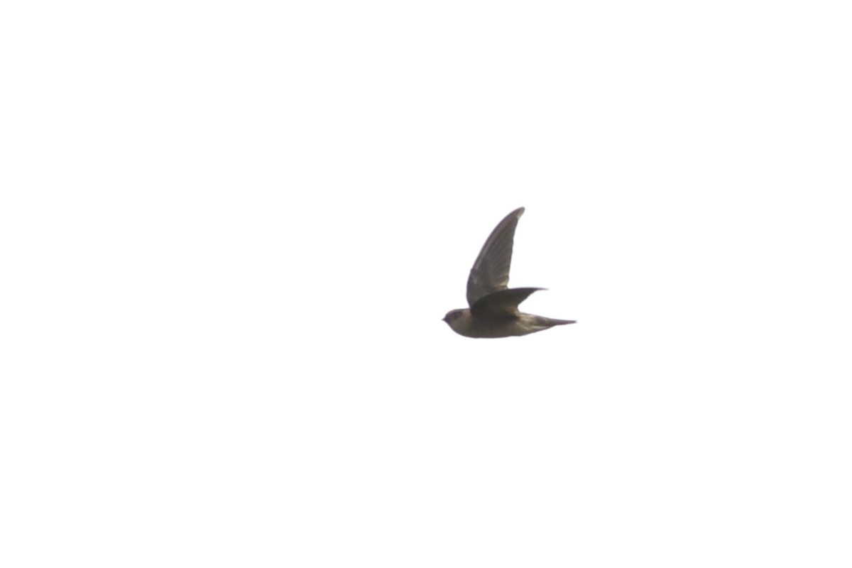 dark swiftlet sp. - ML642109221
