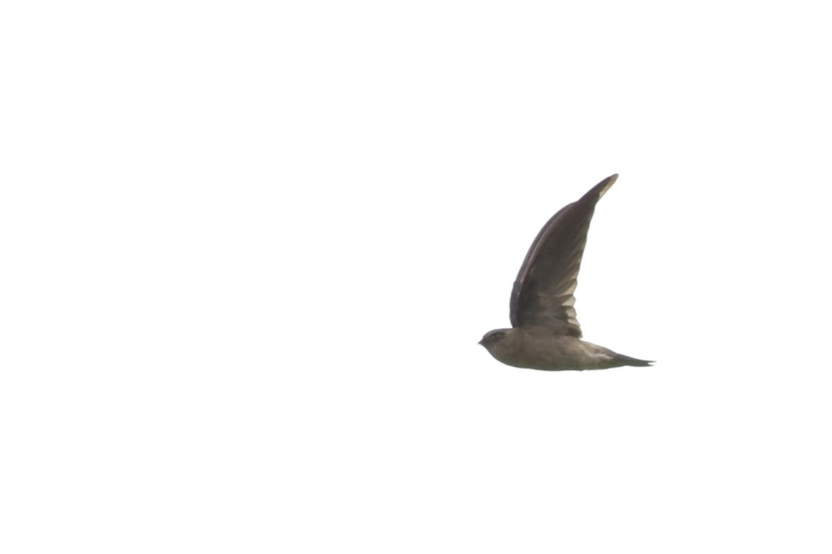 dark swiftlet sp. - ML642109222