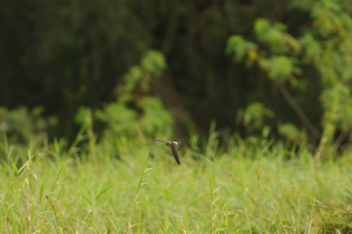 dark swiftlet sp. - ML642109243