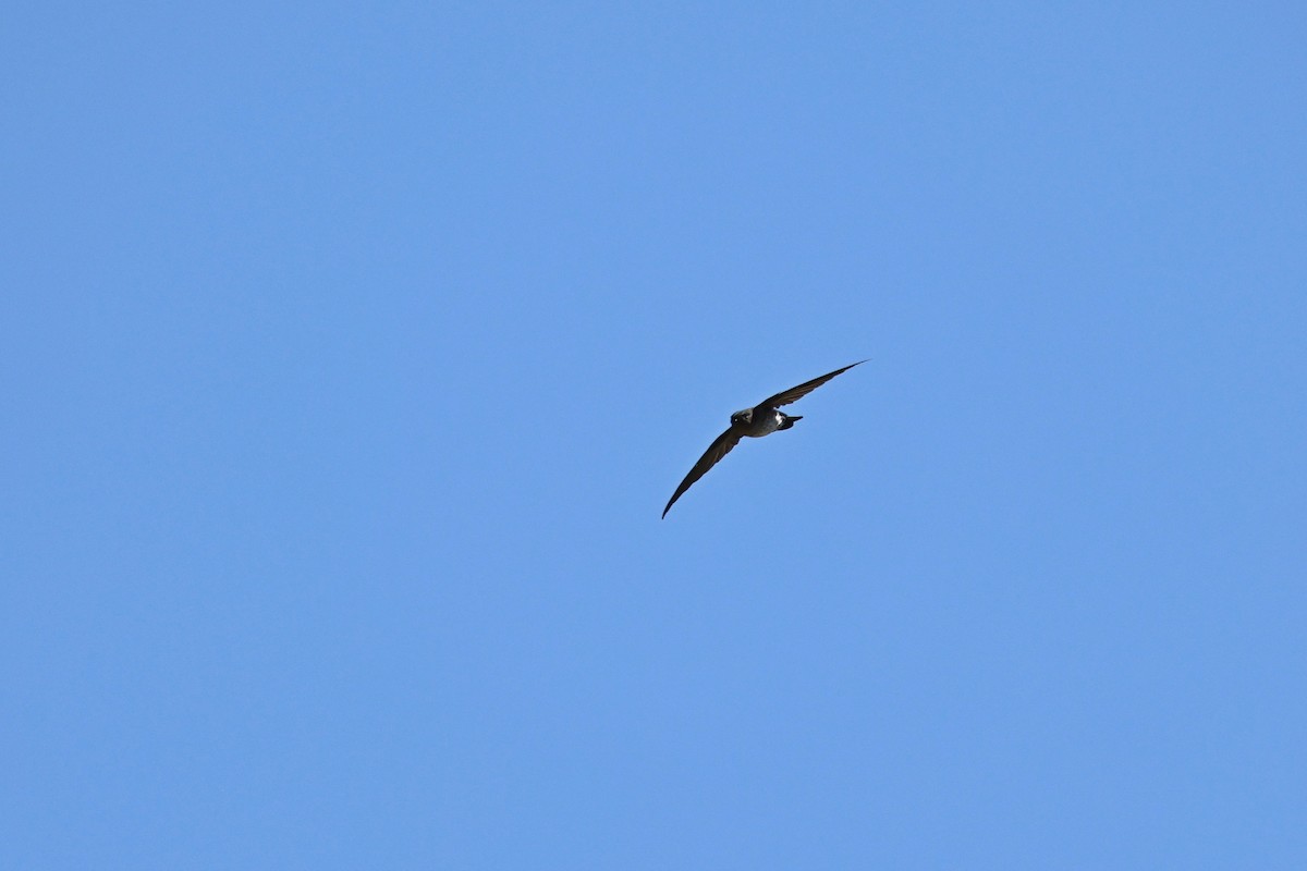 epidotsalangan - ML642109251