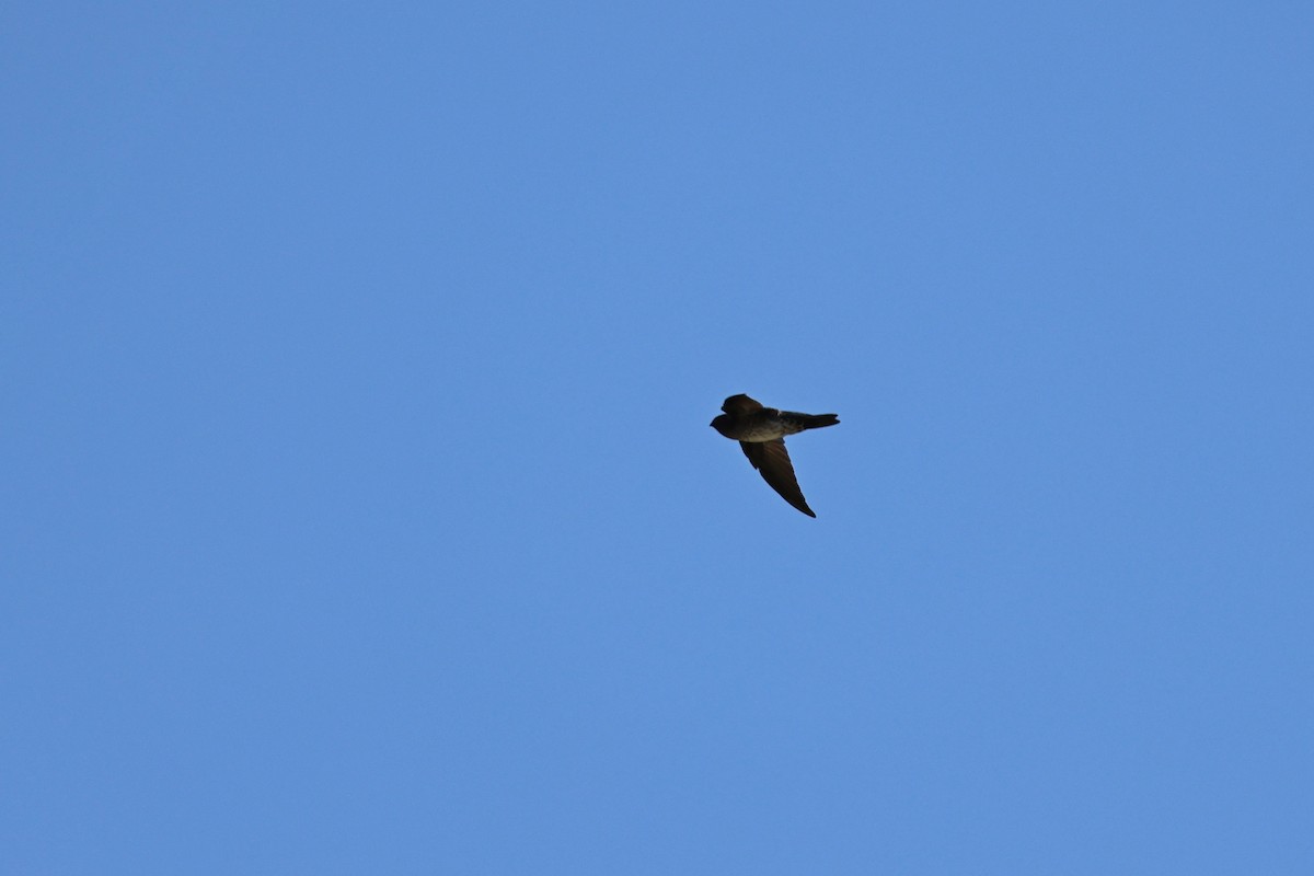 epidotsalangan - ML642109252