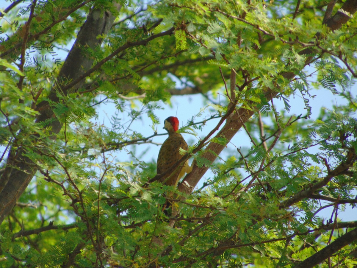 Spot-breasted Woodpecker - ML642109298