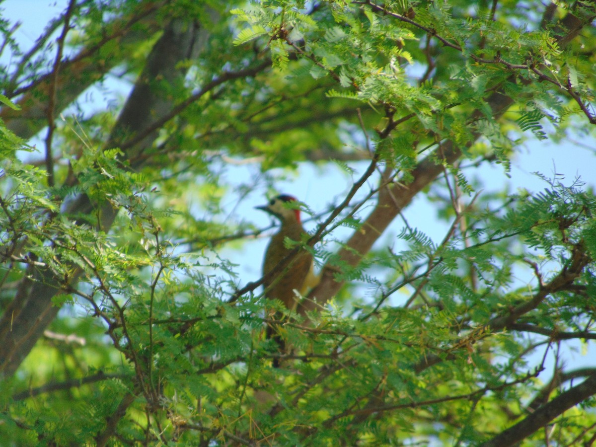 Spot-breasted Woodpecker - ML642109299