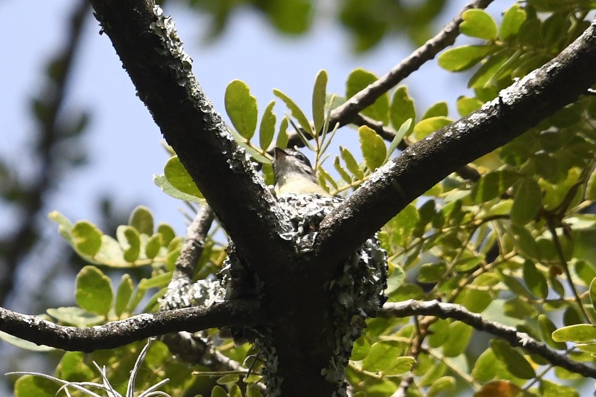 Sooty-headed Tyrannulet - ML642109301