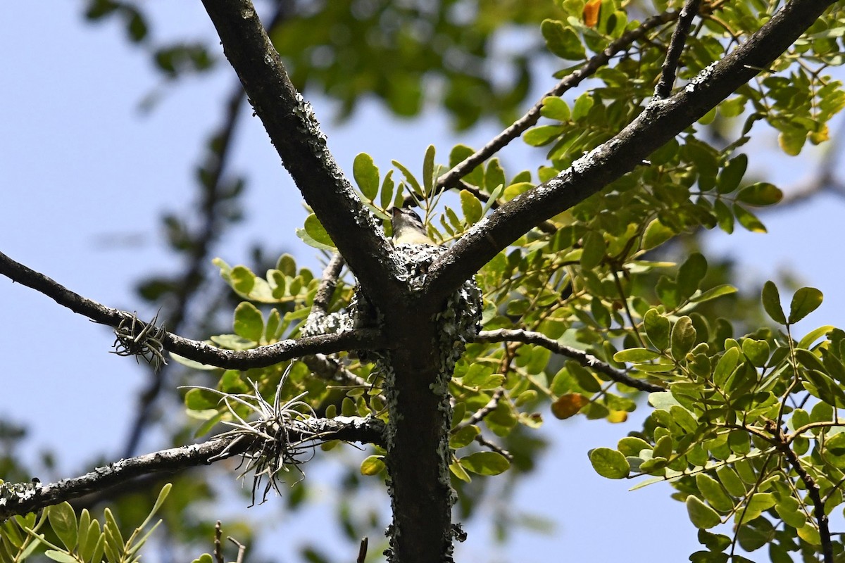 Sooty-headed Tyrannulet - ML642109302
